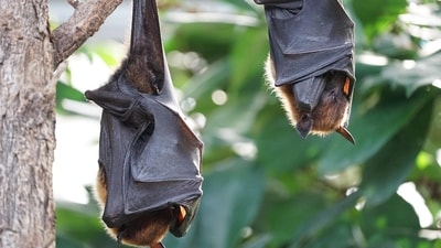 The viruses related to Nipah and Hendra came from fruit bats caught near orchards close to villages, places where people and farm animals are more likely to come into contact with wildlife. (Pixabay/Representational) The viruses related to Nipah and Hendra came from fruit bats caught near orchards close to villages, places where people and farm animals are more likely to come into contact with wildlife. (Pixabay/Representational)