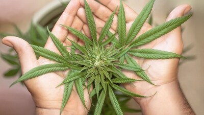 The move came after officials last month revealed that cannabis smuggling cases involving tourists had soared in recent months. (Pixabay/Representative Image)