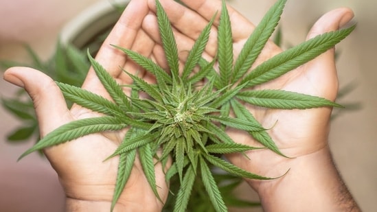 The move came after officials last month revealed that cannabis smuggling cases involving tourists had soared in recent months. (Pixabay/Representative Image)