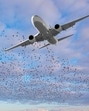 Shelar orders swift action to curb bird menace near CSMIA