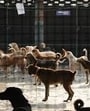 Gill claimed that dogs were crammed into kennels measuring around 4x3 feet, unable to walk and surrounded by filth and faeces. (HT photo for representation) Gill claimed that dogs were crammed into kennels measuring around 4x3 feet, unable to walk and surrounded by filth and faeces. (HT photo for representation)