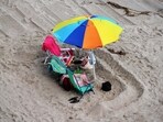 (Image for representation) A female lifeguard was hospitalized after being impaled by a beach umbrella at Asbury Park. (Image for representation) A female lifeguard was hospitalized after being impaled by a beach umbrella at Asbury Park.