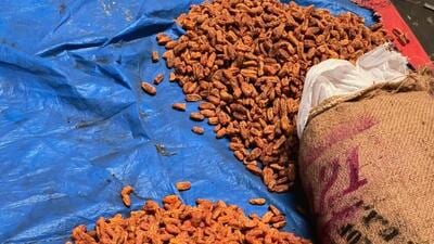 DRI seizes dry dates worth ₹9 cr illegally imported from Pak DRI seizes dry dates worth ₹9 cr illegally imported from Pak
