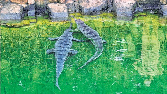 Mumbai, India - June 26, 2025: 4 new Gharials of 6 to 8 years have been brought from Bhagwan Birsa Biological Park in Ranchi as a part of the animal exchange program to Veermata Jijabai Bhosale Botanical Udyan and Zoo, at Byculla in Mumbai, India, on Thursday, June 26, 2025. (Photo by Anshuman Poyrekar/ Hindustan Times) (Hindustan Times)
