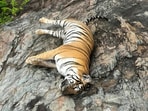 Bengaluru: Mortal remains of a tigress after it died with four cubs at Male Mahadeshwara Hills under the Hugyam forest range, in Bengaluru. Bengaluru: Mortal remains of a tigress after it died with four cubs at Male Mahadeshwara Hills under the Hugyam forest range, in Bengaluru.
