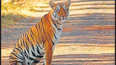 Maya, the tigress of Tadoba-Andhari Tiger Reserve, has been popular with photographers as she is seen in many parts of the forest. Maya, the tigress of Tadoba-Andhari Tiger Reserve, has been popular with photographers as she is seen in many parts of the forest.
