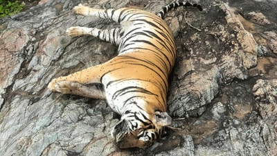 Bengaluru: Mortal remains of a tigress after it died with four cubs at Male Mahadeshwara Hills under the Hugyam forest range, in Bengaluru. (PTI) Bengaluru: Mortal remains of a tigress after it died with four cubs at Male Mahadeshwara Hills under the Hugyam forest range, in Bengaluru. (PTI)