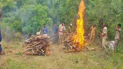 The cremation of the tigers was carried out in accordance with NTCA guidelines (HT Photo) The cremation of the tigers was carried out in accordance with NTCA guidelines (HT Photo)