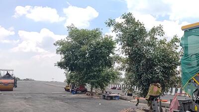 Trees in the middle of the road on Nand Nagari flyover. (Vipin Kumar/Hindustan Times)