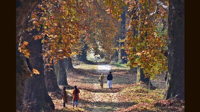 Under the chinar trees at the Nishat Mughal garden in Srinagar. (Waseem Andrabi/ Hindustan Times) Under the chinar trees at the Nishat Mughal garden in Srinagar. (Waseem Andrabi/ Hindustan Times)