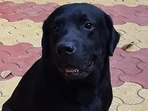 The accused, identified as Triparna Payak, reportedly killed one of her three pet dogs. (REPRESENTATIONAL IMAGE)