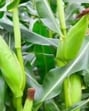 Maize crop in a field in Prayagraj. (HT File) Maize crop in a field in Prayagraj. (HT File)