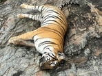 The tigress, which had initially preyed on the cow returned with her cubs to feed on it again and died after ingesting the poison, sources said. The tigress, which had initially preyed on the cow returned with her cubs to feed on it again and died after ingesting the poison, sources said.