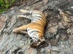 The big cat’s death was attributed to natural causes, primarily starvation following an injury sustained during territorial infighting.