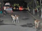 Bengaluru: Five stray dogs die after suspected poisoning. Bengaluru: Five stray dogs die after suspected poisoning.