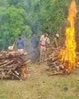 The cremation of the tigers was carried out in accordance with NTCA guidelines (HT Photo)