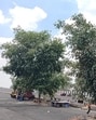 Trees in the middle of the road on Nand Nagari flyover. (Vipin Kumar/Hindustan Times)