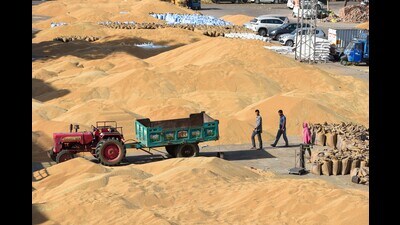 Accordingly, the wheat yield stood at 3,587 Kg/Ha for this season, recording a mild increase from 3,559 kg/Ha from last year, while annual production also rose from 113.29 million tonnes (MT) in 2023-24 to 117.51 MT this season. (HT File) Accordingly, the wheat yield stood at 3,587 Kg/Ha for this season, recording a mild increase from 3,559 kg/Ha from last year, while annual production also rose from 113.29 million tonnes (MT) in 2023-24 to 117.51 MT this season. (HT File)
