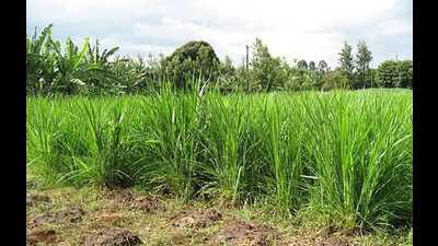 Hybrid Napier grass in a field (For Representation only) Hybrid Napier grass in a field (For Representation only)