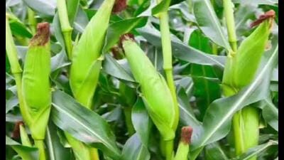 Maize crop in a field in Prayagraj. (HT File) Maize crop in a field in Prayagraj. (HT File)