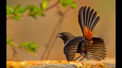 Male robin in an aggressive display when threatened. (CK Patnaik) Male robin in an aggressive display when threatened. (CK Patnaik)