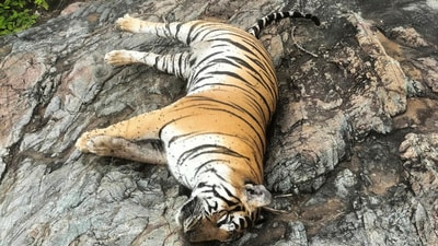 The big cat’s death was attributed to natural causes, primarily starvation following an injury sustained during territorial infighting. (PTI/Representational image)