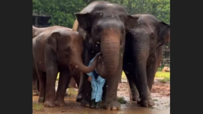 A viral video showed elephants shielding their caretaker from rain. (Instagram/lek_chailert) A viral video showed elephants shielding their caretaker from rain. (Instagram/lek_chailert)