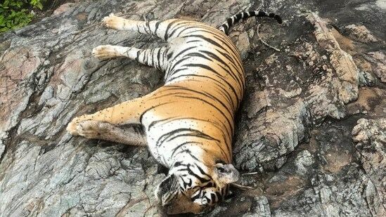 The tigress, which had initially preyed on the cow returned with her cubs to feed on it again and died after ingesting the poison, sources said. (PTI)