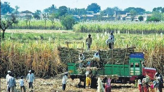 With grain-based ethanol production surpassing sugar-based output, stakeholders urge the Centre to revise ethanol procurement prices. ((PIC FOR REPRESENTATION))