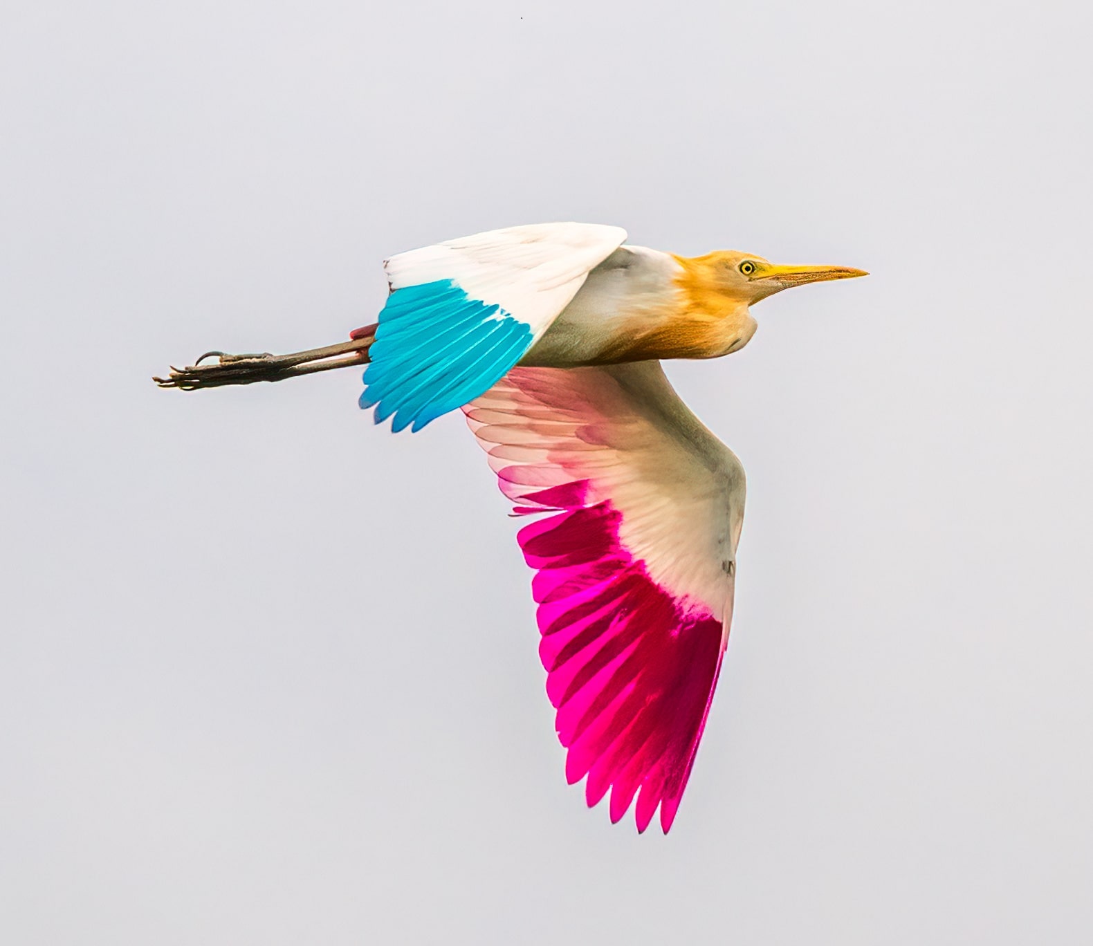 The ‘painted’ egret at Sukhna lake. (Anuj Jain) The ‘painted’ egret at Sukhna lake. (Anuj Jain)