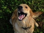  Bengaluru woman kills a pet dog in an alleged tantric ritual. 