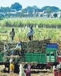 With grain-based ethanol production surpassing sugar-based output, stakeholders urge the Centre to revise ethanol procurement prices. ((PIC FOR REPRESENTATION))