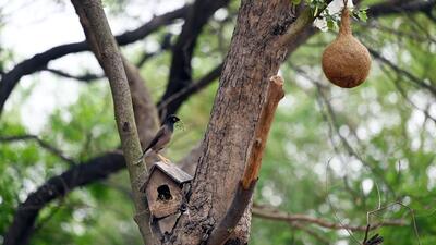 A bird nest for sparrows but there are no sparrows inside it. (Arvind Yadav/HT Photo) A bird nest for sparrows but there are no sparrows inside it. (Arvind Yadav/HT Photo)