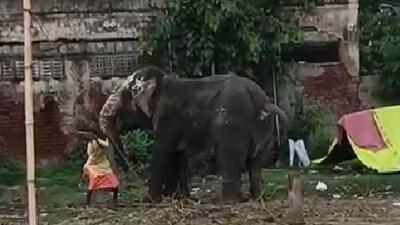 The 43-second footage of the person, reportedly a mahout (handler), striking the elephant around 19 times with a stick has sparked widespread outrage (Video grab)