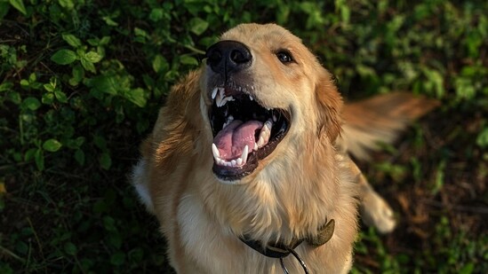 Bengaluru woman kills a pet dog in an alleged tantric ritual.