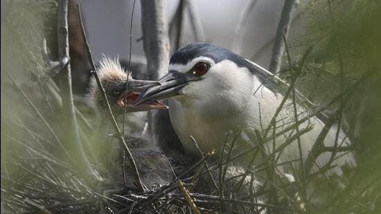 Grey night herons spotted at Yamuna Biodiversity Park in 2019. (HT Archive)