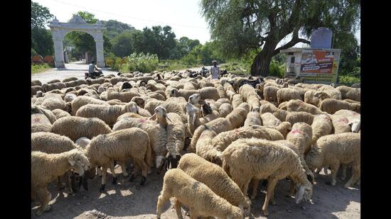 The injured animals have been sent for treatment to a government-run cow shelter in Macchiwara. (HT Photo)