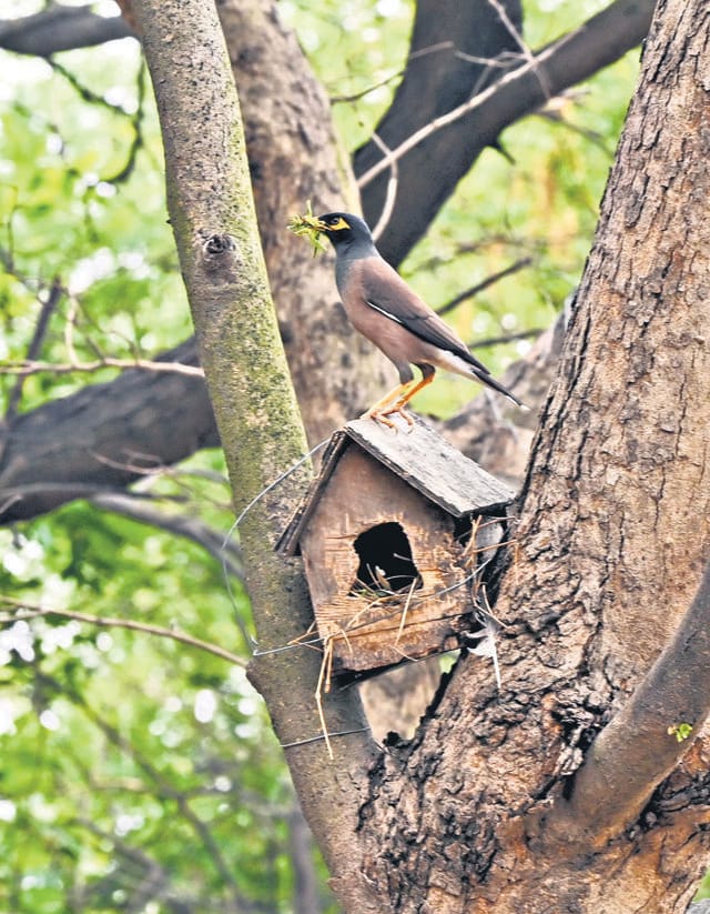 The wood, bamboo, pinecones and leaves, typically hosting nesting insects such as ants or solitary bees, had all been swept away. (Arvind Yadav/HT Photo) The wood, bamboo, pinecones and leaves, typically hosting nesting insects such as ants or solitary bees, had all been swept away. (Arvind Yadav/HT Photo)