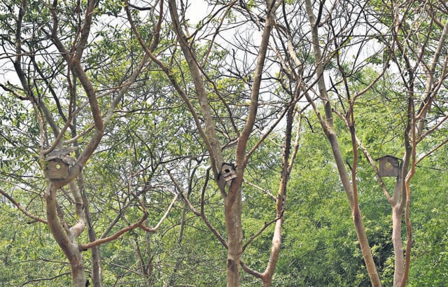 The forest department installed artificial bird boxes and nests, native plants, and insect hotels for the sparrows to consume, in the Garhi Mandu city forest in east Delhi. Pre-2023, before monsoon, the city forest had around 300 sparrows, but flooding in 2023 and squalls over the past month have left the area desolate, a spot check by HT found. (Arvind Yadav/HT Photo) The forest department installed artificial bird boxes and nests, native plants, and insect hotels for the sparrows to consume, in the Garhi Mandu city forest in east Delhi. Pre-2023, before monsoon, the city forest had around 300 sparrows, but flooding in 2023 and squalls over the past month have left the area desolate, a spot check by HT found. (Arvind Yadav/HT Photo)