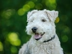 Dog_1751277804210