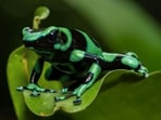 Frog_1751279483572