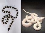 Among the seized reptiles were two Kenyan sand boas, five rhinoceros rat snakes, three albino snakes, and more. Among the seized reptiles were two Kenyan sand boas, five rhinoceros rat snakes, three albino snakes, and more.