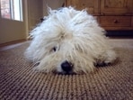 Taking to social media, Mark Zuckerberg announced the news by posting a picture of his pet along with the caption “Enjoy heaven, little guy.” Taking to social media, Mark Zuckerberg announced the news by posting a picture of his pet along with the caption “Enjoy heaven, little guy.”
