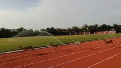 A video from IIT Madras showed blackbucks running on the athletics track. (X/@iitmadras) A video from IIT Madras showed blackbucks running on the athletics track. (X/@iitmadras)