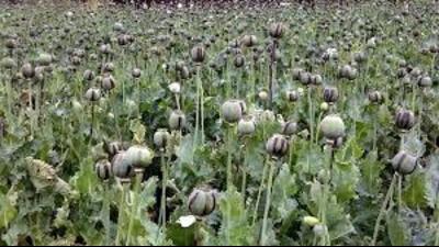 The contraband was intercepted during a routine inspection in Industrial Phase-1, Panchkula. (HTbFile)