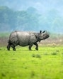 A magnificent rhinoceros in Kaziranga National Park (Shutterstock) A magnificent rhinoceros in Kaziranga National Park (Shutterstock)