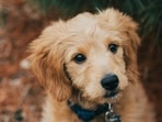 Dog_1751356148493