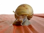 snail_1751350508554