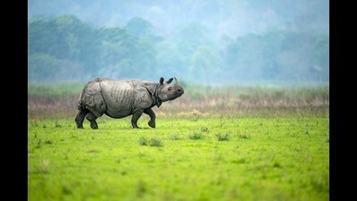 A magnificent rhinoceros in Kaziranga National Park (Shutterstock)
