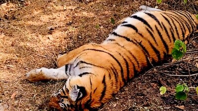 A female tigress and her four cubs were found dead in the Hugyam range of the MM Hills on June 26. (PTI/representative) A female tigress and her four cubs were found dead in the Hugyam range of the MM Hills on June 26. (PTI/representative)